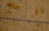 Xerocomellus mendocinensis image