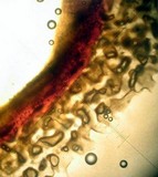 Rhizopogon ochraceorubens image