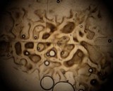 Rhizopogon ochraceorubens image