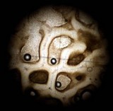 Rhizopogon ochraceorubens image