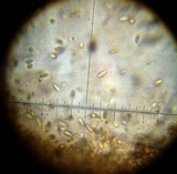 Rhizopogon ochraceorubens image