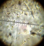 Rhizopogon ochraceorubens image