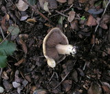 Agaricus semotus image