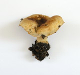 Agaricus semotus image