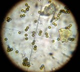 Disciseda brandegei image