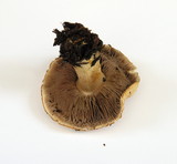Agaricus semotus image