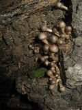 Pholiota terrestris image