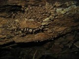 Pholiota terrestris image