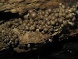 Pholiota terrestris image