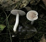 Inocybe geophylla image