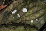 Marasmius epiphyllus image