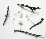 Marasmius epiphyllus image