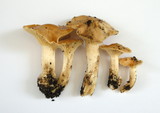 Hygrocybe pratensis image