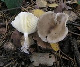 Ampulloclitocybe clavipes image