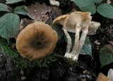 Armillaria gallica image