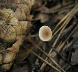 Baeospora myosura image