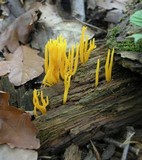 Calocera viscosa image