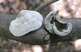 Daedaleopsis confragosa image