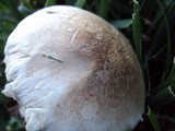 Agaricus californicus image