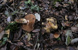 Cortinarius glutinosoarmillatus image
