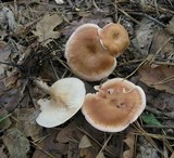 Clitocybe gibba image