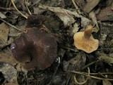 Lactarius serifluus image