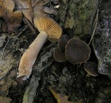 Lactarius serifluus image