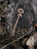 Mycena sanguinolenta image