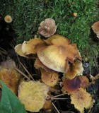 Kuehneromyces mutabilis image
