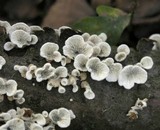 Plicaturopsis crispa image