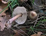 Rhodocollybia butyracea image