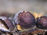 Lycogala exiguum image