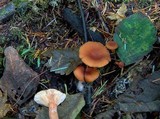 Lactarius luculentus var. laetus image