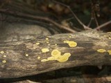 Hypocrea sulphurea image