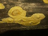 Hypocrea sulphurea image