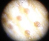 Hypocrea sulphurea image