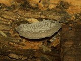 Hohenbuehelia mastrucata image