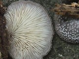 Hohenbuehelia mastrucata image