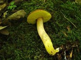 Boletus subglabripes image