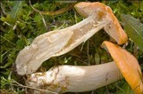 Hygrocybe pratensis image