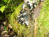 Peltigera neopolydactyla image