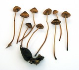 Mycena californiensis image