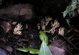 Aphelaria tuberosa image
