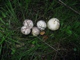 Bovista plumbea image