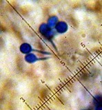 Bovista plumbea image