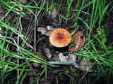Gymnopus brassicolens var. brassicolens image