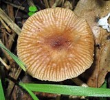 Gymnopus brassicolens var. brassicolens image