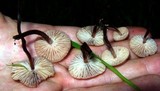 Gymnopus brassicolens var. brassicolens image