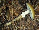 Leratiomyces squamosus var. squamosus image