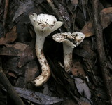 Hygrocybe angustifolia image